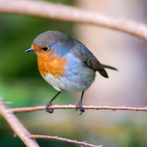 Uk Wildlife Photography, British Robin, British Animals, Uk Birds, Wildlife Photography Birds, Uk Wildlife, Robin Photography, Photography Butterfly, Love Birds Painting