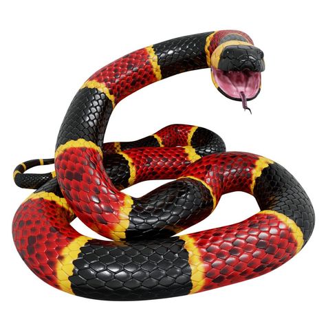 What's the Difference Between a Coral Snake and a King Snake? - American Oceans King Snakes, California King Snake, King Snake, Pretty Snakes, Coral Snake, Snake Venom, Snake Bites, Arachnids, Crocodiles