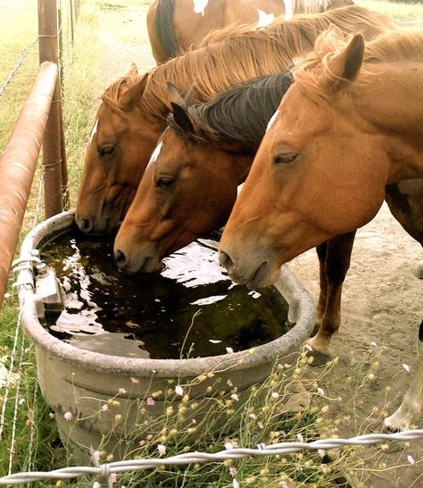 Drinking trough Country Horses, Horse Trough, Watering Hole, Horses And Dogs, Horse Ranch, All The Pretty Horses, Horse Crazy, Ranch Life, Pretty Horses