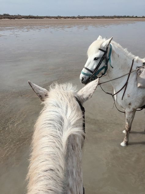 Que faire en Camargue ? Où aller si on souhaite faire une balade à cheval sur la plage et dans les marais ? Réponse sur le blog Sainte Marie, Week End, Road Trip, Horses, France, Road, Pendant, Animals