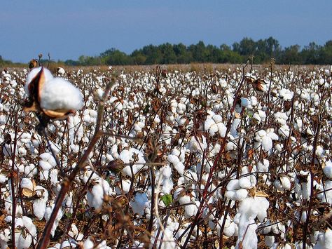 Cotton fields Cotton Gin, Mississippi Delta, Agent Orange, Cotton Fields, Cotton Plant, Field Of Dreams, Sweet Home Alabama, Seed Company, Southern Comfort