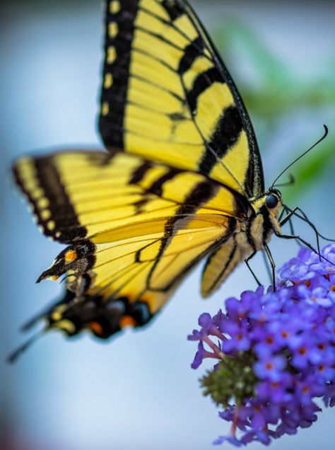 Yellow Monarch Butterfly, Interesting Bugs, Butterfly Boxes, Butterfly Magic, Hi A, Beautiful Insects, Beautiful Butterfly Photography, Flying Flowers, Visual Metaphor