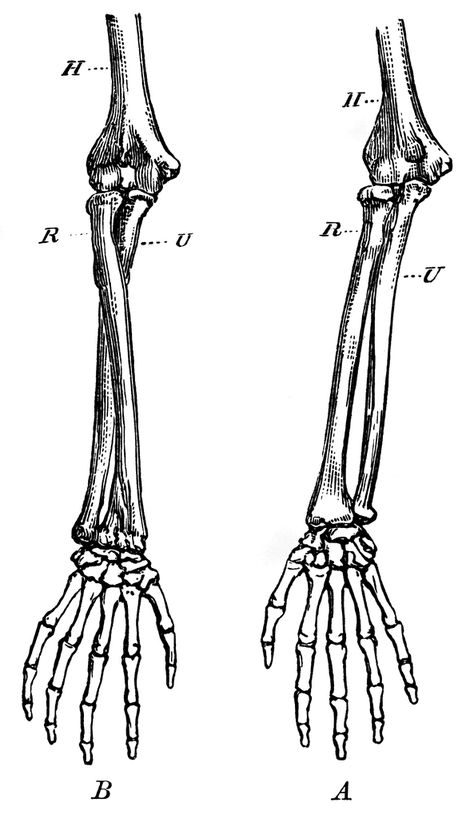 Forearm Bones | ClipArt ETC Ulna Bone Drawing, Forearm Bone Tattoo, Skeleton Arm Drawing On Arm, Anatomy Bones Drawing, Human Bones Drawing, Humerus Tattoo, How To Draw Bones, Skeleton Arm Drawing, Arm Bones Drawing