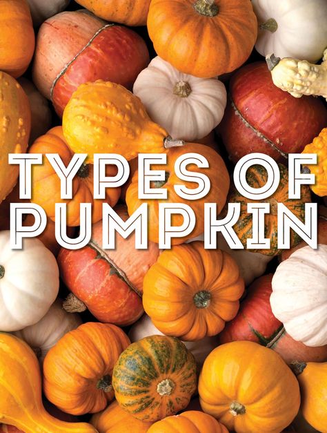 How many types of pumpkin do you know? From ambercup to turban squash, we're covering the 22 most common pumpkin varieties! Turban Squash, Pie Pumpkins, Pumpkins For Sale, Types Of Pumpkins, Pumpkin Varieties, Planting Pumpkins, Pumpkin Seed Recipes, Cooking Pumpkin, Large Pumpkins