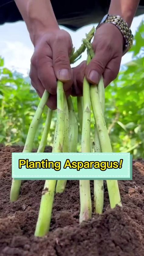 My fav vegetable 🥗 #seedconnect #gardening #gardeningtips | Seed Connect Apartment Vegetable Garden, Grow Asparagus, Growing Asparagus, Asparagus Plant, Raised Vegetable Gardens, Vegetable Garden Planning, Vegetable Garden For Beginners, Vegetable Garden Diy, Indoor Vegetable Gardening