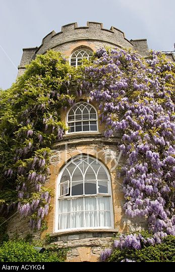 Wisteria On The Exterior Of The Castle Hotel In Taunton Somerset ... Taunton Somerset, Somerset England, Castle Hotel, The Castle, Wisteria, Somerset, Old Photos, Castle, High Resolution