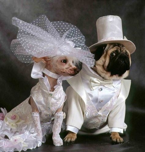 Dogs Who Are Totally in Love and Getting Married Best Dog Costumes, Dog Tuxedo, Funny Dog Photos, Dog Clothes Patterns, Pet Fashion, Dog Costumes, Dog Wedding, Pet Costumes, Dog Photos