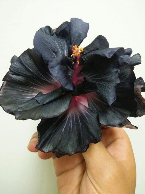 Dark Hibiscus Flower, Black Hibiscus Flower, Growing Hibiscus, Black Hibiscus, Black Plants, Nails Flowers, Goth Garden, Making Plant Pots, Hibiscus Plant