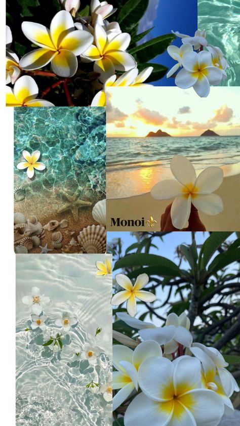 Monoi flower wlapaper ⚜️ Monoi Flower, Summer Aesthetic, Flowers