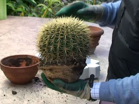 When to repot cactus plant depends upon the plant and its condition. Read on for tips on how to repot a cactus and do it without spending... How To Grow Cactus, Low Water Landscaping, Cactus House Plants, Cactus Terrarium, Flower Identification, Cactus Planta, Cactus Care, Barrel Cactus, Flower Fragrance