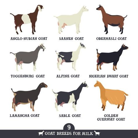 Dairy goats Milking Goats Breeds, Dairy Goat Breeds, Goats For Milk, Anglo Nubian Goats, Backyard Goats, Goat Breeds, Alpine Goats, Goat Toys, Keeping Goats