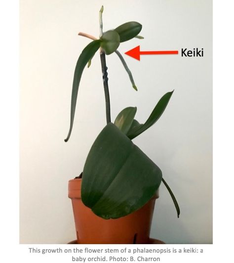 How To Care For An Orchid House Plants, Orchid Propagation From Leaf, Orchid Keiki Care, Orchid Species, Baby Orchid, Phalaenopsis Orchid Care, Orchid Fertilizer, Ceramic Orchid Pot With Holes, Orchid Leaves