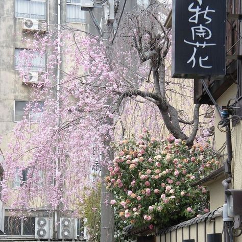 Japan Icon, Japanese Icon, Tokyo Aesthetic, Soft Pink Theme, Sakura Flower, Japan Aesthetic, Aesthetic Japan, Pink Themes, Japanese Aesthetic