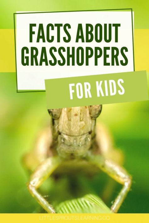 Preschool Grasshopper Craft, Pre-k Science, Bugs Preschool, Fun Facts For Kids, Family Child Care, Bug Art, Grasshoppers, Facts For Kids, Sunday School Lessons