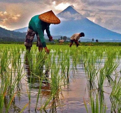 Farming In Bicol. Agriculture Pictures, Rice Farming, Farmer Painting, Agriculture Photography, Farming Technology, Filipino Art, Photography Editing Apps, Village Photography, Horse Wallpaper