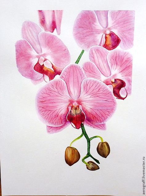 Orchid Drawing, Orchids Painting, Model Painting, Watercolor Painting Techniques, Pink Orchids, Watercolor Flowers Paintings, Botanical Painting, Botanical Drawings, Flower Art Painting