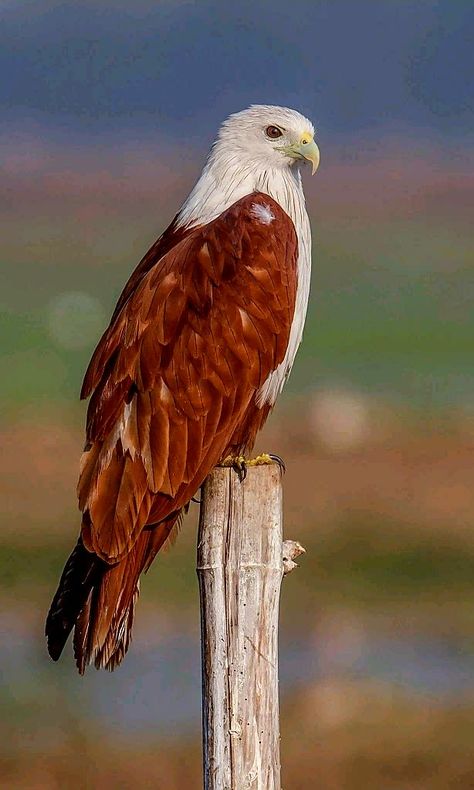 Birds of Prey - Brahminy Kite also known as the Red backed Sea Eagle. Birds Of Prey Photography, Birds Of Prey Animals, Eagle Aesthetic, Knight Angel, Bird Kite, Red Eagle, Birds Photography Nature, Sea Eagle, World Birds