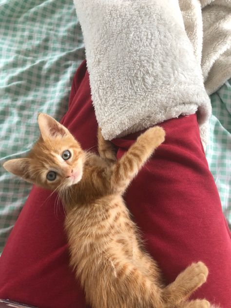 Cute orange tabby kitten with blue eyes Orange Tabby Kittens, Kitten With Blue Eyes, Tabby Kitten Orange, Tabby Kitten, Orange Tabby, Heart Warming, Cute Kitten, Warrior Cat, Cat Room