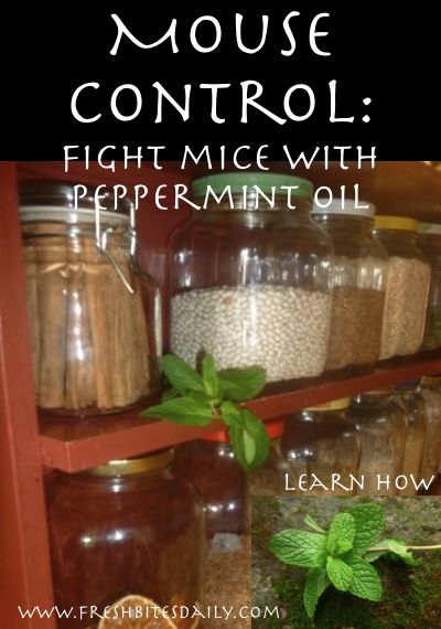 This will help keep mice out of your pantry. Who knew. Peppermint Oil For Mice, Mice Repellent, Getting Rid Of Mice, Natural Pest Control, Scientific Research, Peppermint Oil, Cleaners Homemade, My Food, Minimalist Living