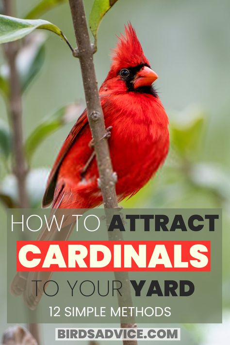 How To Attract Cardinals Diy Cardinal Bird Feeder, How To Attract Birds To Your Yard, Cardinal Bird Feeder, Cardinal Bird House, Ohio Birds, Cardinals Birds, Backyard Birds Watching, Backyard Birds Sanctuary, Backyard Birds Feeders