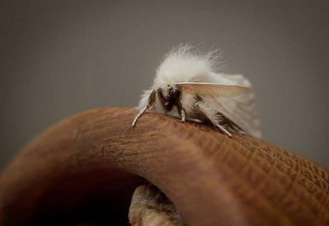 White Moths & The Spiritual Meaning and Symbolism White Moth Spiritual Meaning, White Moth Meaning, Moth Meaning, Moth Symbolism, White Moths, Silkworm Moth, Intuitive Living, Brown Moth, White Moth