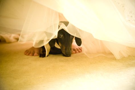 My baby dachshund "Andretti" hiding under my wedding dress. For a little guy, he was such a huge part of my big day. Weiner Dog Wedding, Dachshund At Wedding, Dachshund Wedding Ideas, Wedding Dachshund, Dog Wedding Photos, Dachshund Wedding, Weeny Dogs, Playroom Mural, Puppy Dachshund