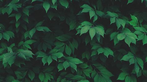 General 1920x1080 nature solo plants leaves green Green Leaf Wallpaper, Dark Green Wallpaper, Colour Pallets, Wallpaper Estetika, Plants Leaves, Nature Background Images, Desktop Background Pictures, Zero Wallpaper, Dark Green Aesthetic