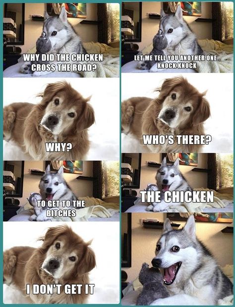 Husky Jokes, Bad Pun Dog, Siberian Husky Funny Faces, Best Dad Jokes, Funny Dog Jokes, Dog Puns, Meme Anjing Husky, Husky Funny, Dog Jokes