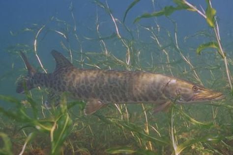 Muskellunge: This might be the meanest freshwater fish that swims. They grow to five feet, they'll eat anything they can get their teeth on. Ducklings, muskrats...nothing is safe in muskie-infested waters. They'll eat something that's 30 percent of their total length. Musky Fishing, Fishing Guide, Trout Fishing, Best Fishing, Kayak Fishing, Saltwater Fishing, Big Fish, Freshwater Fish, Fishing Bait