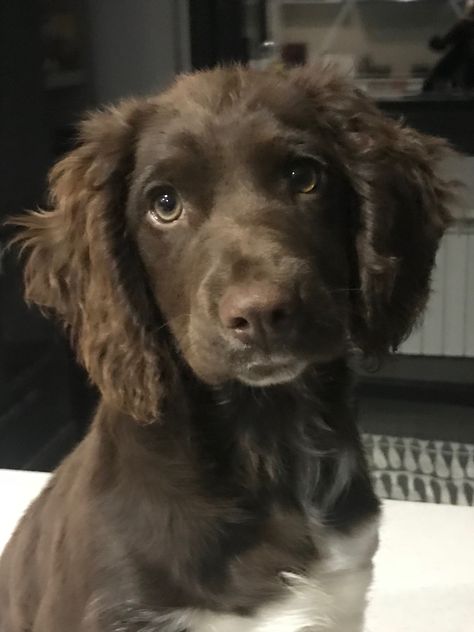 Brown Springer Spaniel, Sprocker Spaniel Puppies, Clumber Spaniel Puppy, Working Cocker, Dog Mommy, Brown Puppies, Cocker Spaniel Puppies, Very Cute Dogs, Cocker Spaniels