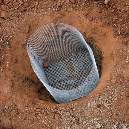 Gopher Proof Landscaping, Garden Cages, Ranch Garden, Bay Laurel Tree, Ranch Animals, Society Garlic, Natural Gardening, Planting Fruit Trees, Coastal Garden