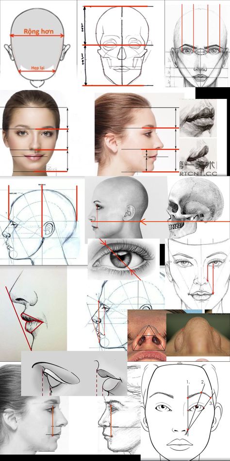 Human Face Proportions Drawing, Human Head Proportions Drawing, Portret Drawing Tutorials, Tutorial Portrait Drawing, Furrowed Eyebrows Reference, Head Form Drawing, Proportion Art Drawing, Drawing Face Shapes, Face Proportions Drawing