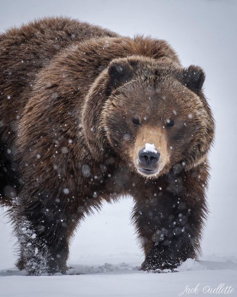 An Alaskan Grizzly Bear Alaskan Bear, Alaska Airlines, 11 59, August 31, Grizzly Bear, Brown Bear, Photo Contest, Photo Magazine, Airlines