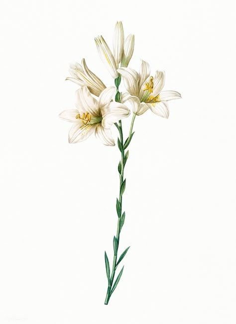 Lily Illustration, Lilium Candidum, Lily Drawing, Vintage Flower Illustration, Madonna Lily, Lilies Drawing, Watercolor Tattoo Flower, Columbine Flower, Lilly Flower