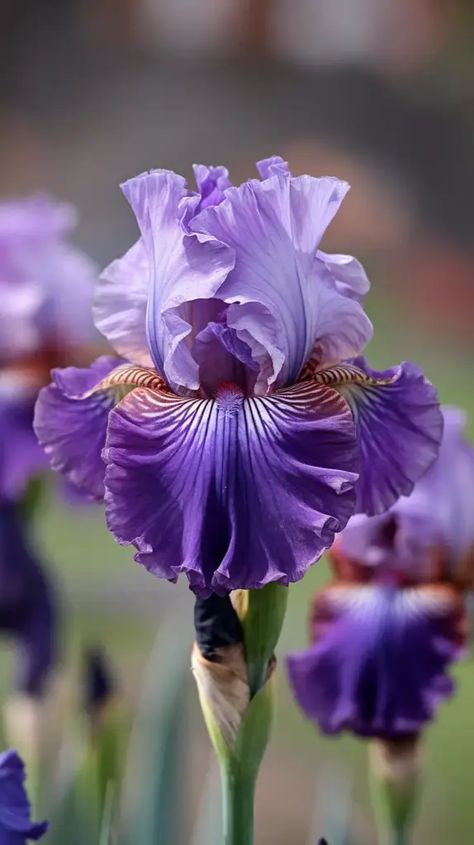 A photo of a Dutch iris flower in full bloom. The flower is a deep purple with a lighter purple ring around the base. The petals are ruffled and have a slight curve. The flower is growing from a green stem. The background is blurred and consists of other Dutch iris flowers in various stages of bloom. Iris Flower Aesthetic, Purple Iris Flowers, Louisiana Iris, Dutch Iris, Cool Flowers, Iris Purple, Purple Ring, White Iris, Violet Flowers