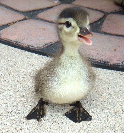 baby duck #cute Cute Ducklings, Nosara, Baby Ducks, Fluffy Animals, Cute Creatures, Sweet Animals, Funny Animal Pictures, Cute Little Animals, 귀여운 동물