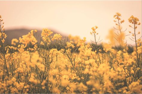 https://flic.kr/p/GvwJLS | Happiness Yellow Aesthetic Horizontal, Edgy Yellow Aesthetic, Yellow Background Landscape, Yellow Banner, Yellow Fields, Blur Photography, Fields Of Gold, Landscape Photography Nature, Plant Aesthetic