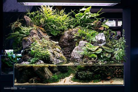 Nature Scape, Moss Terrarium, Green Aqua, Vivarium, Aquascaping, Planted Aquarium, Green Nature, Dream Decor, Aqua Green