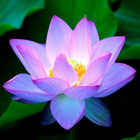 purple lotus flower tattoo | Recent Photos The Commons Getty Collection Galleries World Map App ... Pink Lotus, Lotus Flower, Lotus, Green, Pink