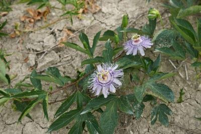 Growing Maypop Passion Vines: Learn About Maypop Passion Flower Care Maypop Passion Flower, Passion Flower Vine, Florida Native Plants, Passion Vine, Plant Growing, Climbing Vines, Flower Care, Gardening Advice, Passion Flower