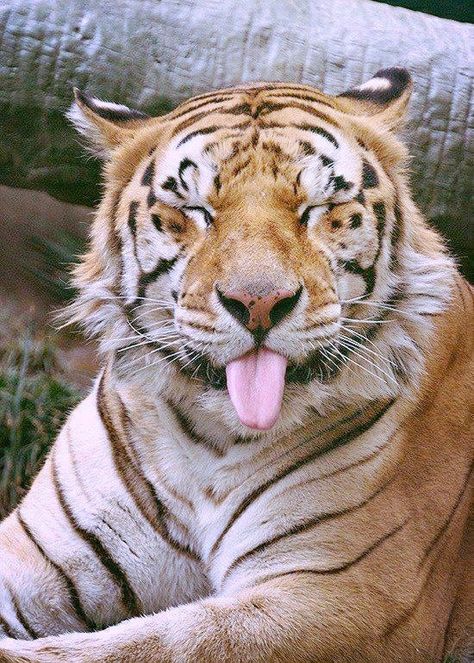 Tigre | by Larissa F. Claudino A Tiger