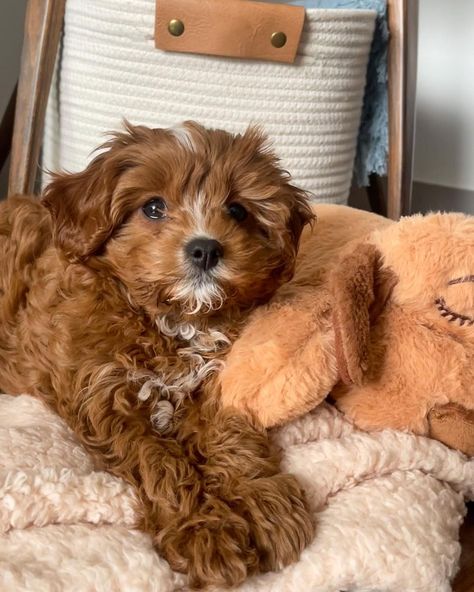 Kaia the Toy Cavapoo (@kaiathetoy) • Instagram photos and videos Toy Cavoodle Full Grown, Cavapoo Puppies For Sale Near Me, Toy Cavapoo, Mini Cavapoo, Toy Cavoodle, Mini Cockapoo, Cavapoo Dogs, Preppy Dog, Puppy Mom