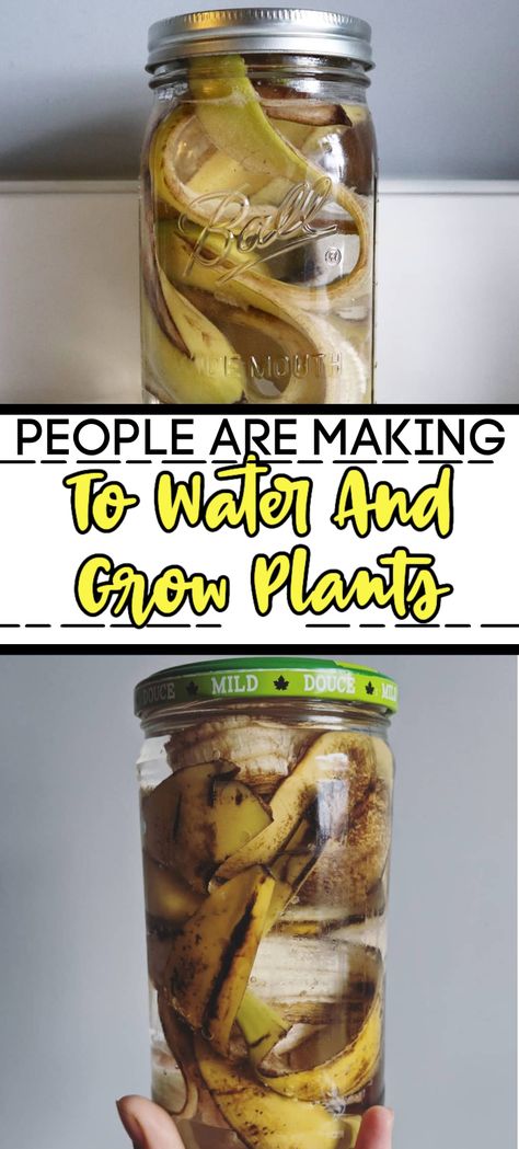 How To Use Banana Peels For Plants, Using Bananas In The Garden, Banana Tea For Plants, How To Make Banana Water For Plants, Banana Water Fertilizer, Banana Peals For Plants, Banana Skin Fertilizer, What To Do With Banana Peels, Banana Peel Fertilizer For Indoor Plants