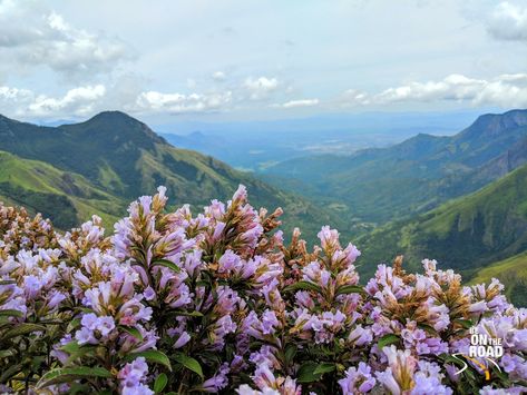 The Neelakurinji flowers and the gorgeous view of the Western Ghats Neelakurinji Flower, Indian Scenery, Nature Indian, Wings Painting, Munnar Kerala, Pune City, Happy Easter Funny, Angel Wings Painting, Easter Funny