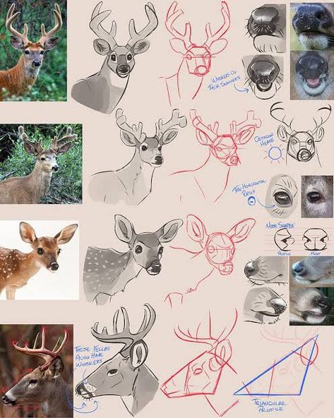 Deer Nose, How To Draw Deer, Draw Deer, Deer Drawing, Animal Study, Creative Drawing Prompts, Concept Art Drawing, Arte Sketchbook, Art Prompts