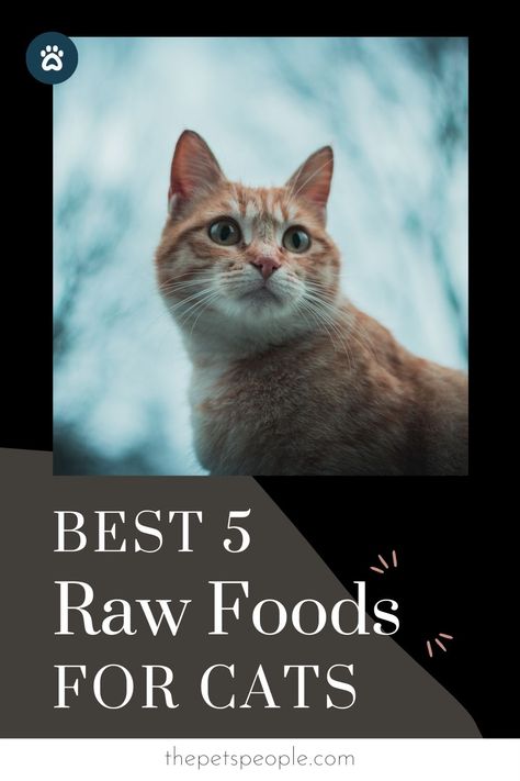 Raw Cat Food Diet Recipes, Cat Raw Diet Food Recipes, Raw Diet For Cat, Raw Diet For Cats, Raw Food For Cats, Cat Diet Plan, Raw Cat Food Diet, Homemade Raw Cat Food, Diy Cat Food