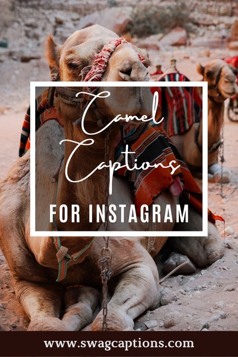 Looking for the perfect camel caption or quote for your next Instagram post? Look no further! We've got you covered with a list of some of our favorite captions and quotes that will perfectly capture your desert wanderlust. #camelcaptions #camelquotes #camel #desert #travel #photography #camels #travelphotography #love #morocco #camelride #photooftheday #nature #animals #sahara #rajasthan #tourism #egypt #instagood #dubai #fashion #camelsofinstagram #instagram #india #travelgram #sunset Camel Ride Captions For Instagram, Egypt Captions Instagram, Rajasthan Captions For Instagram, Camel Ride Outfit, Morocco Quotes, Tourism Egypt, Camel Quote, Egypt Quote, Dubai Quotes