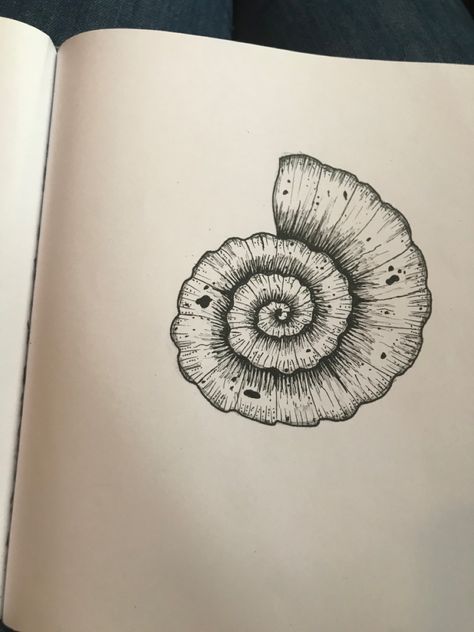 Ammonite Fossil Drawing, Ammonite Tattoo Fossil, Mollusk Tattoo, Ammonite Drawing, Nautilus Shell Drawing, Fossil Sketch, Snail Shell Tattoo, Fossils Drawing, Fossil Drawing