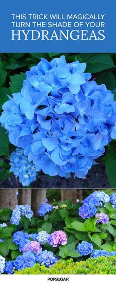 Hydrangea Bush, Hydrangea Colors, Hydrangea Garden, Garden Shrubs, Shade Plants, Diy Tips, Gardening For Beginners, The Shade, Lawn And Garden