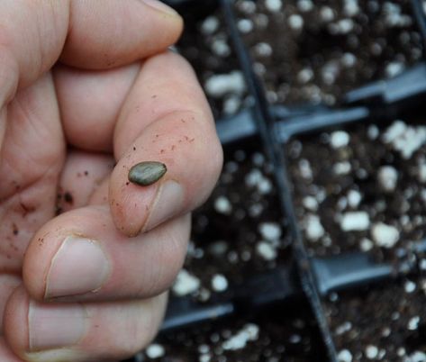 HOW TO GROW ARTICHOKES FROM SEED AND HARVEST IN ONE YEAR - Growing With Plants How To Grow Artichokes, Growing Artichokes, Sustainable Homestead, Seedling Pots, About Plants, Seed Catalogs, Mini Farm, Garden Help, Desert Garden